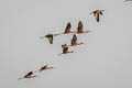 Glossy Ibis Plegadis falcinellus