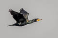 Great Cormorant Phalacrocorax carbo sinensis