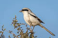 Great Grey Shrike Lanius excubitor lahtora