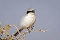 Great Grey Shrike Lanius excubitor lahtora