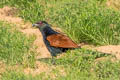 Greater Coucal Centropus sinensis parroti