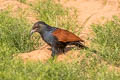 Greater Coucal Centropus sinensis parroti