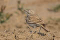 Greater Hoopoe-Lark Alaemon alaudipes doriae