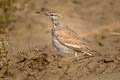 Greater Hoopoe-Lark Alaemon alaudipes doriae