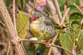 Green Avadavat Amandava formosa