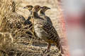 Grey Francolin Ortygornis pondicerianus interpositus