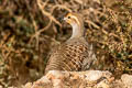 Grey Francolin Ortygornis pondicerianus interpositus