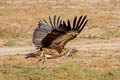 Griffon Vulture Gyps fulvus fulvescens