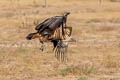 Griffon Vulture Gyps fulvus fulvescens