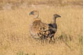 Griffon Vulture Gyps fulvus fulvescens