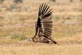 Griffon Vulture Gyps fulvus fulvescens