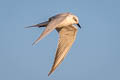 Gull-billed Tern Gelochelidon nilotica nilotica