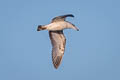 Heuglin's Gull Larus fuscus heuglini