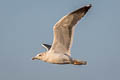 Heuglin's Gull Larus fuscus heuglini