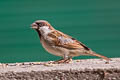 House Sparrow Passer domesticus indicus