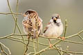 House Sparrow Passer domesticus indicus