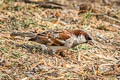 House Sparrow Passer domesticus indicus