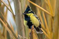 Indian Black-lored Tit Machlolophus aplonotus