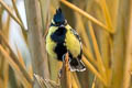 Indian Black-lored Tit Machlolophus aplonotus