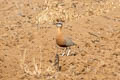 Indian Courser Cursorius coromandelicus