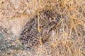 Indian Eagle-Owl Bubo bengalensis