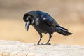 Indian Jungle Crow Corvus culminatus