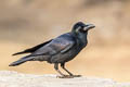 Indian Jungle Crow Corvus culminatus