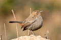 Indian Robin Copsychus fulicatus cambaiensis