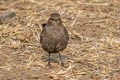 Indian Robin Copsychus fulicatus cambaiensis