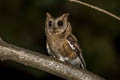 Indian Scops Owl Otus bakkamoena marathae