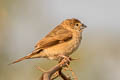 Indian Silverbill Euodice malabarica