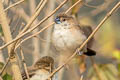 Indian Silverbill Euodice malabarica