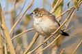 Indian Silverbill Euodice malabarica