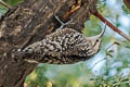 Indian Spotted Creeper Salpornis spilonota rajputanae