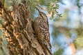 Indian Spotted Creeper Salpornis spilonota rajputanae