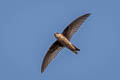 Indian Swiftlet Aerodramus unicolor