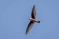 Indian Swiftlet Aerodramus unicolor