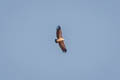 Indian Vulture Gyps indicus