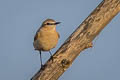 Isabelline Wheatear Oenanthe isabellina