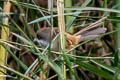 Jerdon's Babbler Chrysomma altirostre scindicum