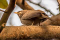 Jungle Babbler Argya striata sindiana