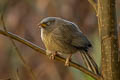 Jungle Babbler Argya striata sindiana