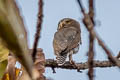 Jungle Owlet Glaucidium radiatum radiatum