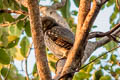 Jungle Owlet Glaucidium radiatum radiatum