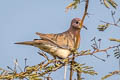 Laughing Dove Spilopelia senegalensis cambayensis