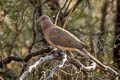 Laughing Dove Spilopelia senegalensis cambayensis