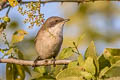 Lesser Whitethroat Curruca curruca halimodendri