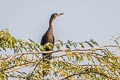 Little Cormorant Microcarbo niger