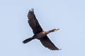 Little Cormorant Microcarbo niger