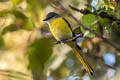 Long-tailed Minivet Pericrocotus ethologus favillaceus